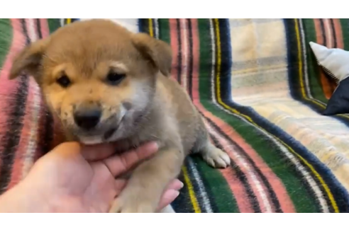 成約済の石川県の豆柴-119192